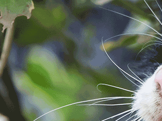 Close-up photo of a cat's face and whiskers among green foliage