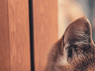Close-up photo of an animal's ear beside a wooden surface