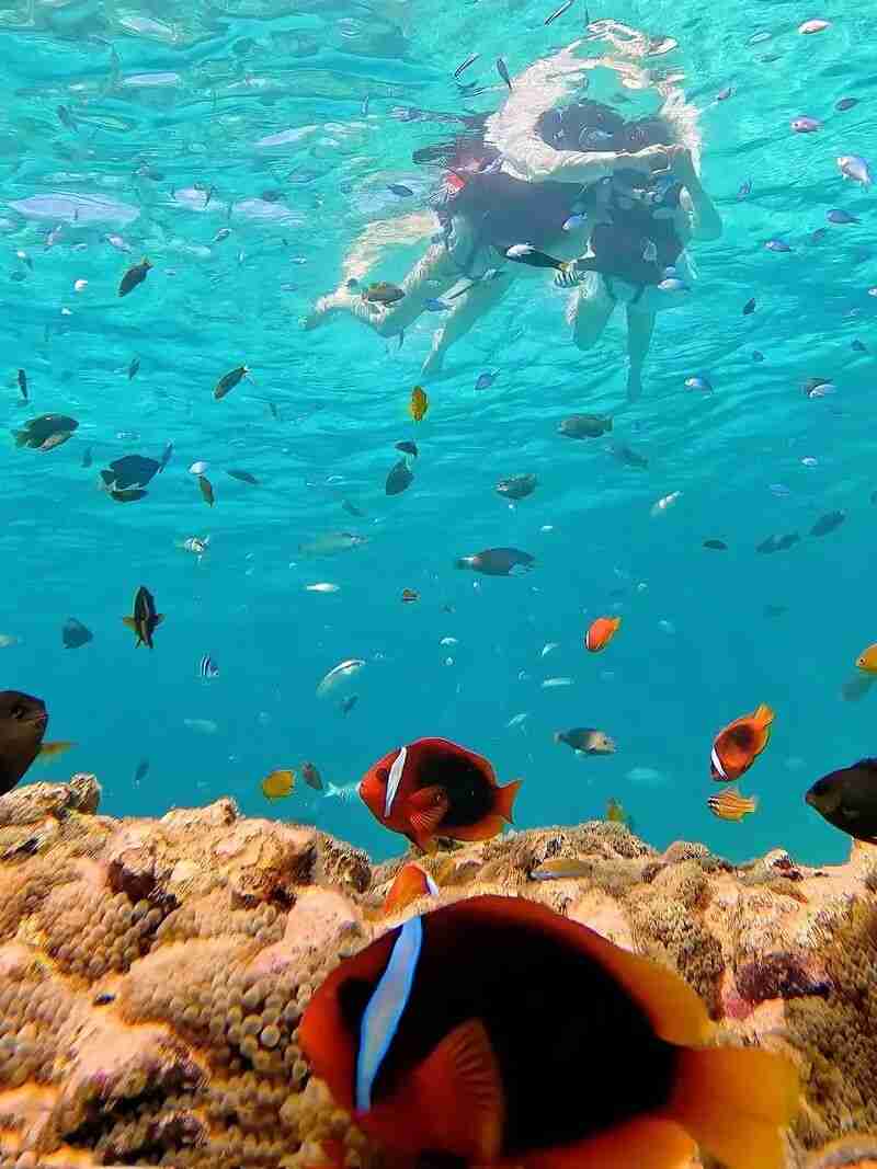 Students snorkeling among coral reefs and fish