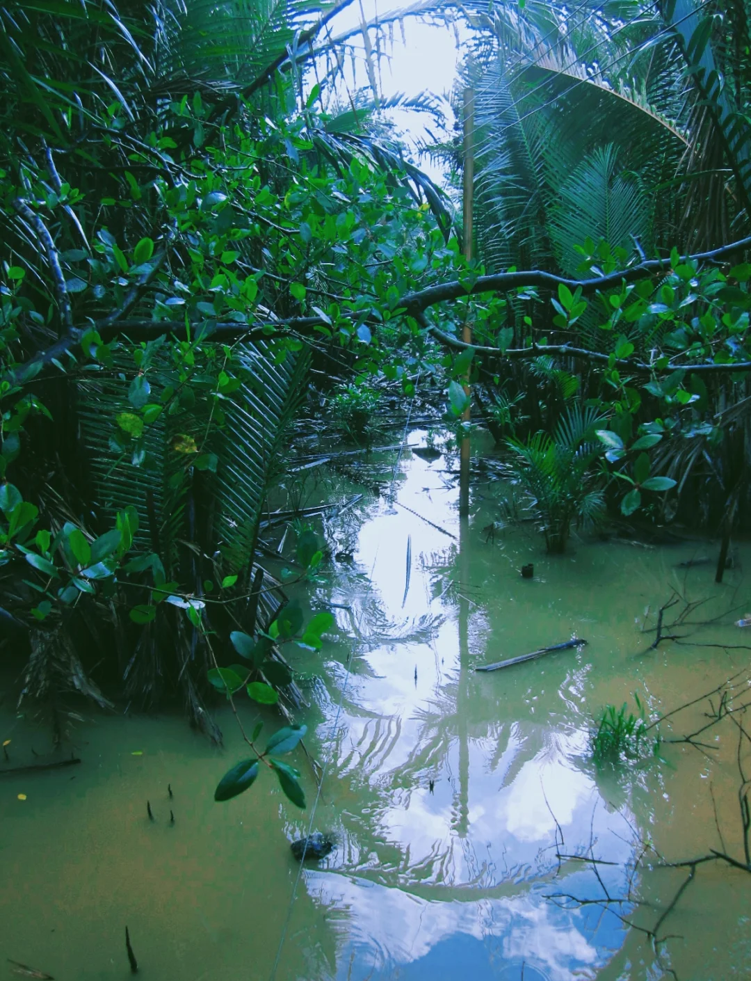 Aerial roots and reflections in the Kawa mangrove waters