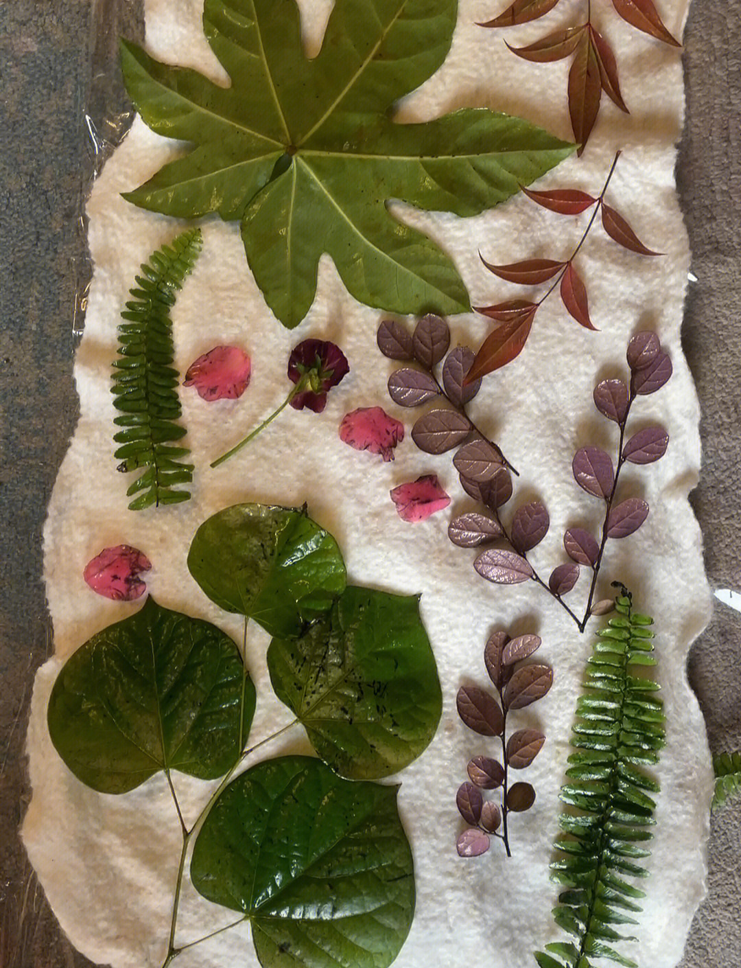 Leaves, ferns and petals arranged on fabric for a botanical transfer print