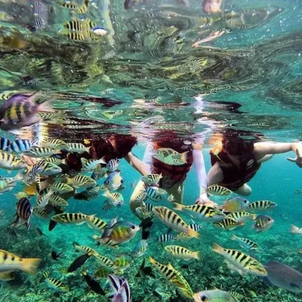 Coral reef and fish observed while snorkeling at Tunku Abdul Rahman Marine Park