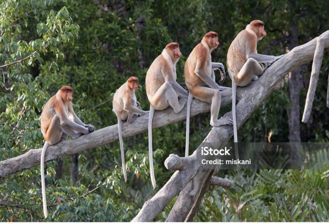 Proboscis monkeys perched on mangrove branches at Kawa Mangroves