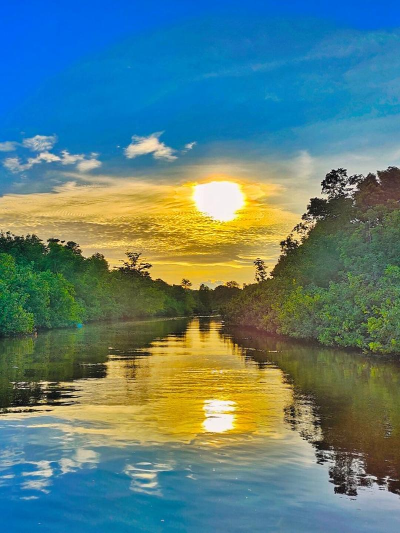 Light filtering through the mangrove canopy over the water