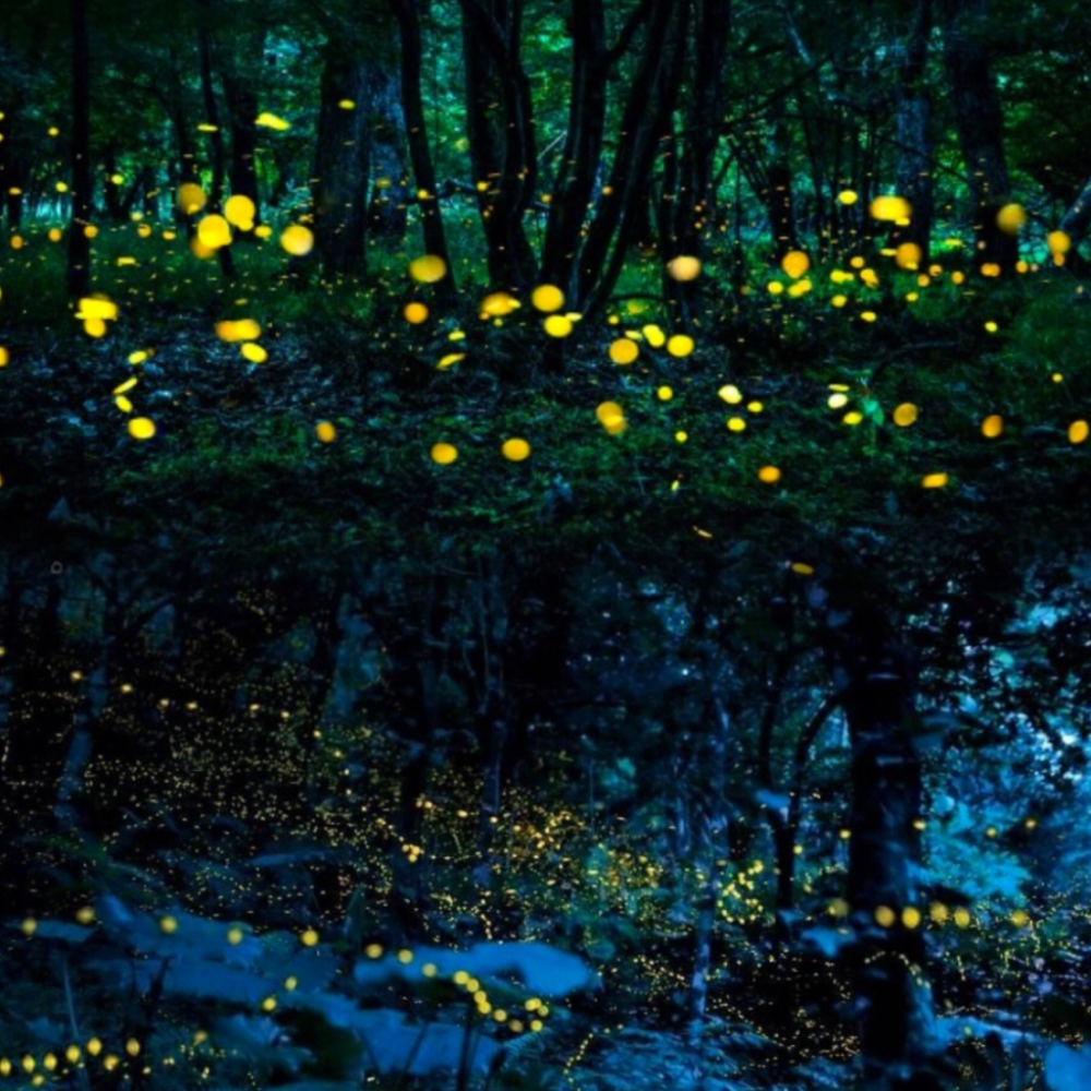 Fireflies lighting up the trees at sunset in the mangroves